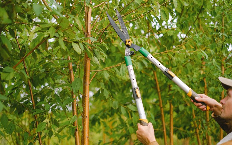 Tree trimming in Packwaukee, WI