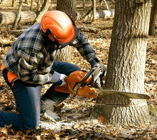 Tree Removal in Packwaukee, WI